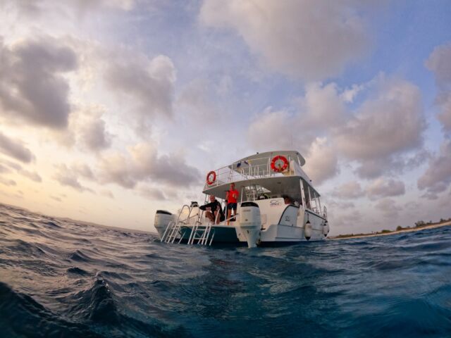 Every Wednesday, join us for a unique underwater adventure as day fades into night.  Dusk diving lets you witness the underwater world as it comes to life in new and exciting ways, with marine creatures making their evening debut.

We’ll set off at 5 PM, heading to a quiet dive spot for a one-tank dive. After the dive, kick back with a refreshing drink and a tasty snack as we slowly make our way back, enjoying the stunning evening views of Bonaire. 🐠🍹

Gather your friends for this one-of-a-kind experience you won’t want to miss it!

#divefriendsbonaire #bonaire #duskdive #boatdive #divefriends #boatdives #bonairetour #diveactivity #sunsetbonaire #sunsetdive #scubadive #scuba #scubadiving