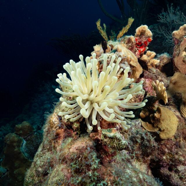 Crystal-clear waters, vibrant coral gardens, and elusive seahorses—Bonaire’s underwater world is bursting with life and wonder! 🐠🐡

Every dive offers a chance to spot something incredible! What’s the most amazing marine life you’ve seen in Bonaire?

#scuba #scubadiving #underwaterworld #bonaire #divefriends #marinelife