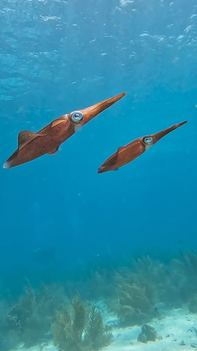 Bonaire is one of the most beautiful islands in the Caribbean, that’s for sure! 🏝️

Did you know that over 470 species of fish have been recorded around Bonaire’s reefs?

What’s the rarest fish you’ve ever come across?

Drone footage by: @mac.sealy, @sven_wake & @float_360 

#marinelife #bonaire #island #caribbean #islandlife