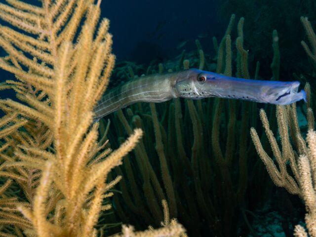 🎺 Fun Fact: The trumpetfish is an expert at blending in! It swims vertically and hides among corals. This clever trick helps it sneak up on prey without being noticed.

📸 @great_blue_bonaire 

#trumpetfish #hideandseek #bonaire #diversparadise #divefriendsbonaire #coralreef #trumpetfishes #scubadiver #underwaterphotography #uwphotographer #uwwideangle #uwmacro #fishportrait #padi #paditv #paditravel