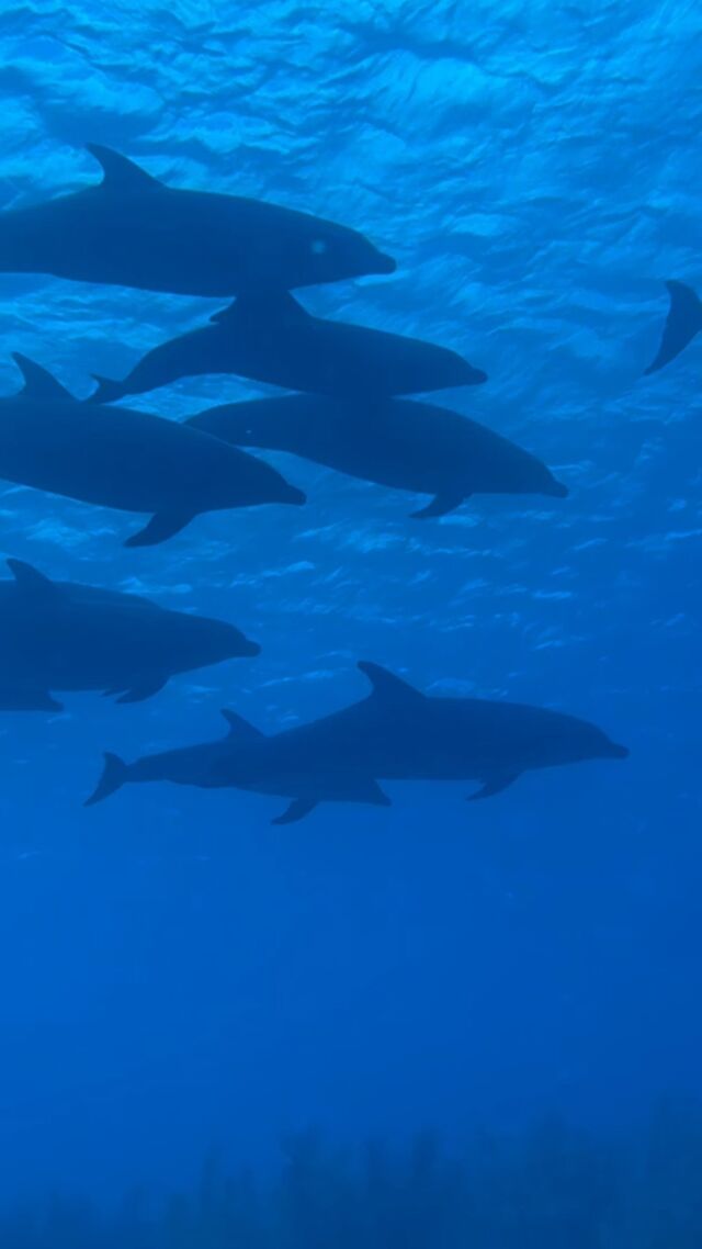 What could be better than having dolphins visit you during your dive!? 🐬

#dolphins #bonaire #diving #scuba