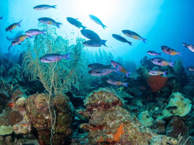 The underwater world is just one big playground for us divers! 😍

There are so many cool fish to see, we don't even know where to look.

What is your favorite marine life encounter you've had in Bonaire?

#scubadiving #bonaire #divefriends #weareyourdivefriends