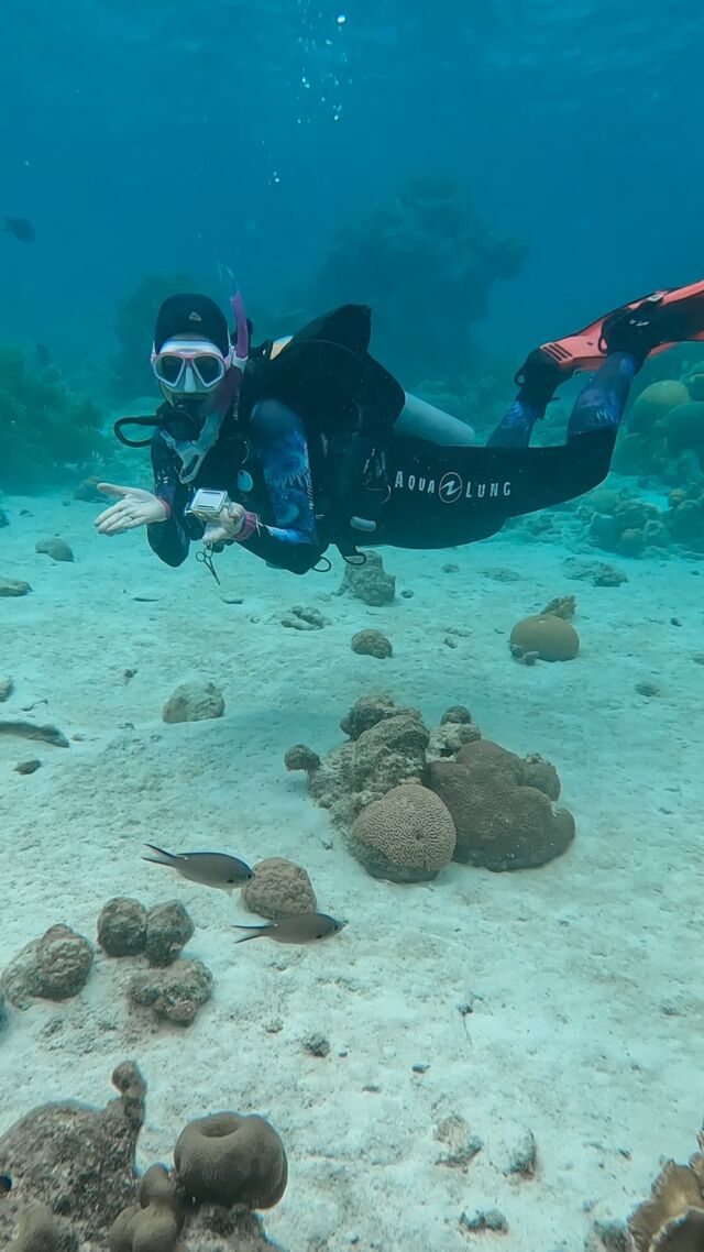 These are some of the things many divers dream of! 💭

Which one would you pick? 

#divefriends #bonaire #scubadiving #underwater #scubafun