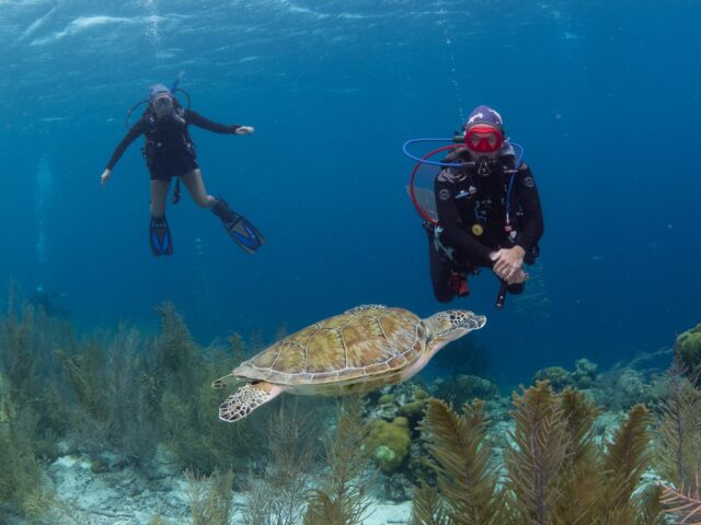 We are your dive friends! 🤩

Need a friend? A new dive buddy? Someone to talk to about all the fish you see? Join any of our dive activities, and you're sure to make new friends for life!