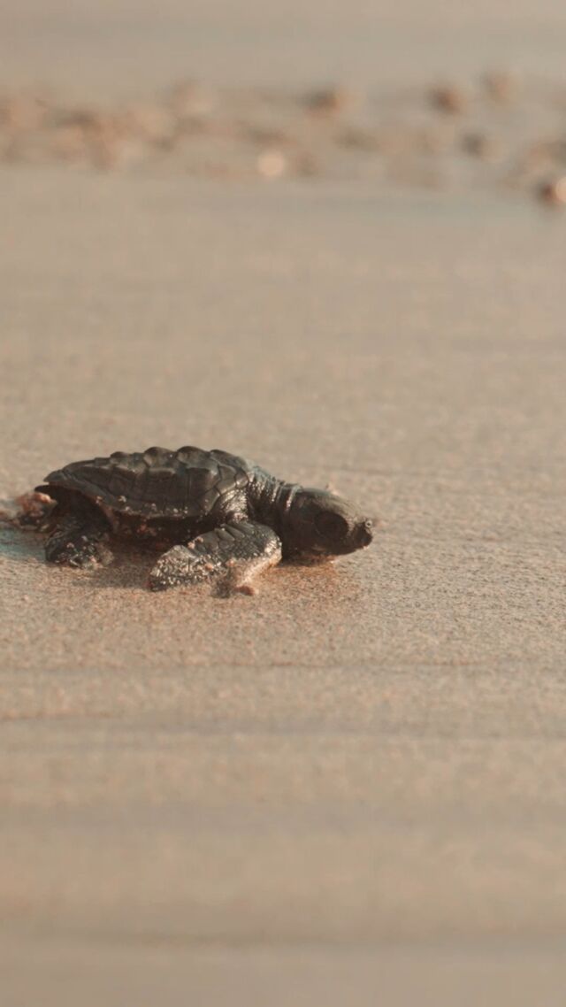 We’re overjoyed to share some fantastic news from Sea Turtle Conservation Bonaire! 🎉 
During a recent beach patrol on Klein Bonaire, they discovered that the loggerhead turtle nest they had been watching has hatched! A total of 60 adorable hatchlings made their way from their sandy home to the ocean.
We might just see some of these tiny turtles return to Bonaire as adults one day! 🐢 

📹 Note: This video isn’t from the nest. To see the photo of the hatchling tracks from the nest, check out our Facebook page!

#divefriendsbonaire #turtle #turtlenest #hatchling #loggerheadturtle #loggerheadturtles #bonaire #seaturtleconservation #bonaireseaturtleconservation #kleinbonaire #seaturtleconservationbonaire #diversparadise