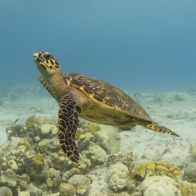 Our Dive Friends Bonaire team knows the island’s dive sites inside and out, so we’re sharing our top picks just for you! 💙

Whether you're looking for breathtaking coral formations, exciting swim-throughs, or unique marine life encounters, we've got the best recommendations to make your dives unforgettable.

📖 Read the full blog and dive into our staff favorites! Link in bio

Which of these sites is on your must-dive list? Let us know in the comments or tag us in your dive photos!

#bonaire #marinelife #underwaterworld #divingtrip #divefriends #bonairediving

📸 1&3/ Duncan Versteegh