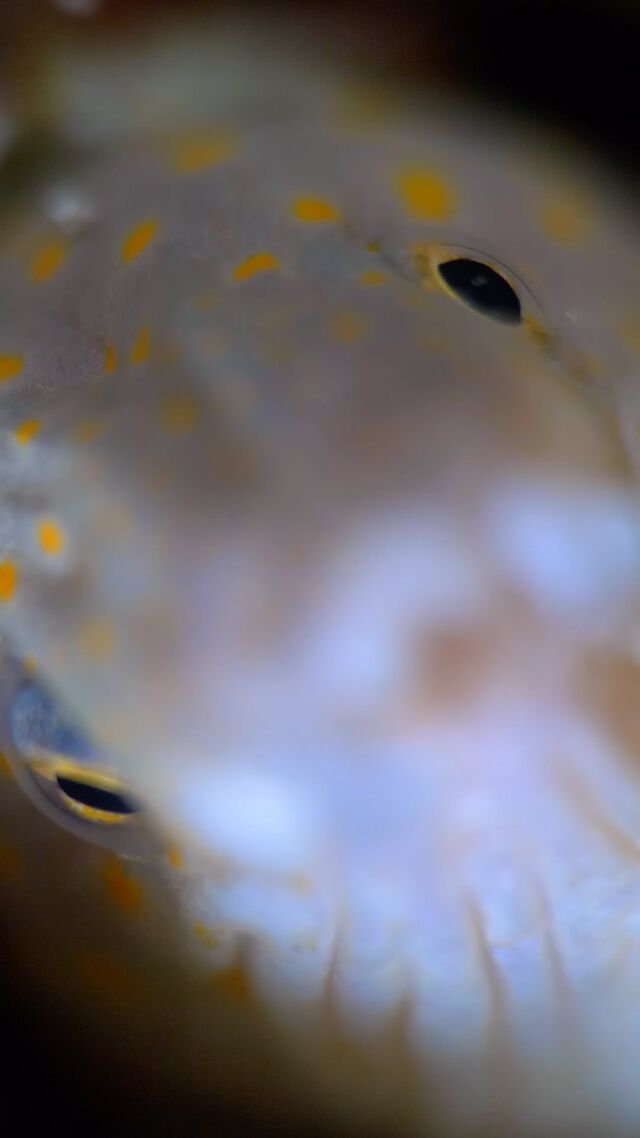 Take a closer look at these eyes! Can you guess which animal they belong to? 🤔

#bonaire #scubareel #marinelife #marinelifephotography #scubadiving #divefriendsbonaire