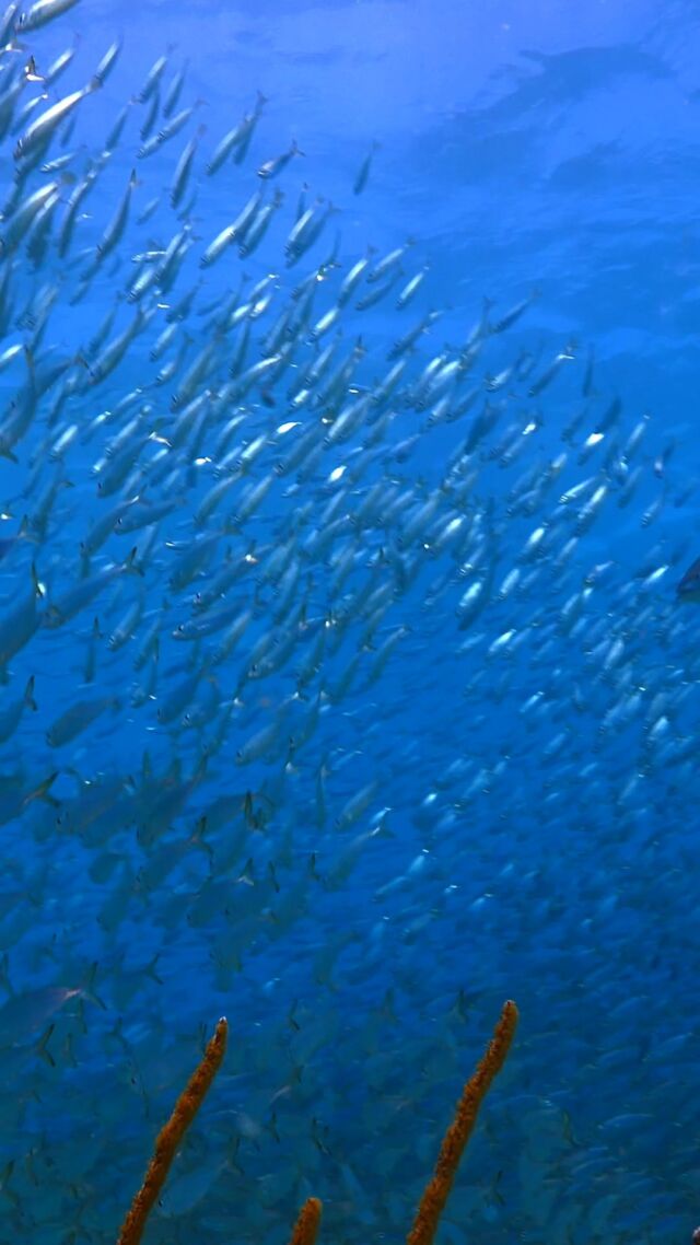 Ever seen a live tornado of fish🐟? That's a baitball! In the ocean’s great dance, small fish gather in massive, swirling schools to protect themselves from predators.

#padi #paditv #bonaire #bonaireisland #uwbonaire #underwaterbonaire #bonairetourism #underwatervideography #baitball #fish #divefriends #divefriendsbonaire