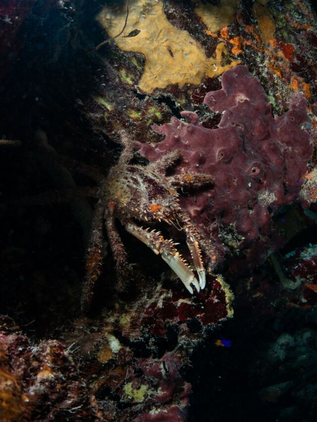 Clinging Crabs love to hide in coral and sponges, blending right into the reef! These sneaky little guys are experts at staying out of sight. 🦀

📸 @great_blue_bonaire 

#divefriendsbonaire #clingingcrab #clingingcrabs #coralreef #bonaire