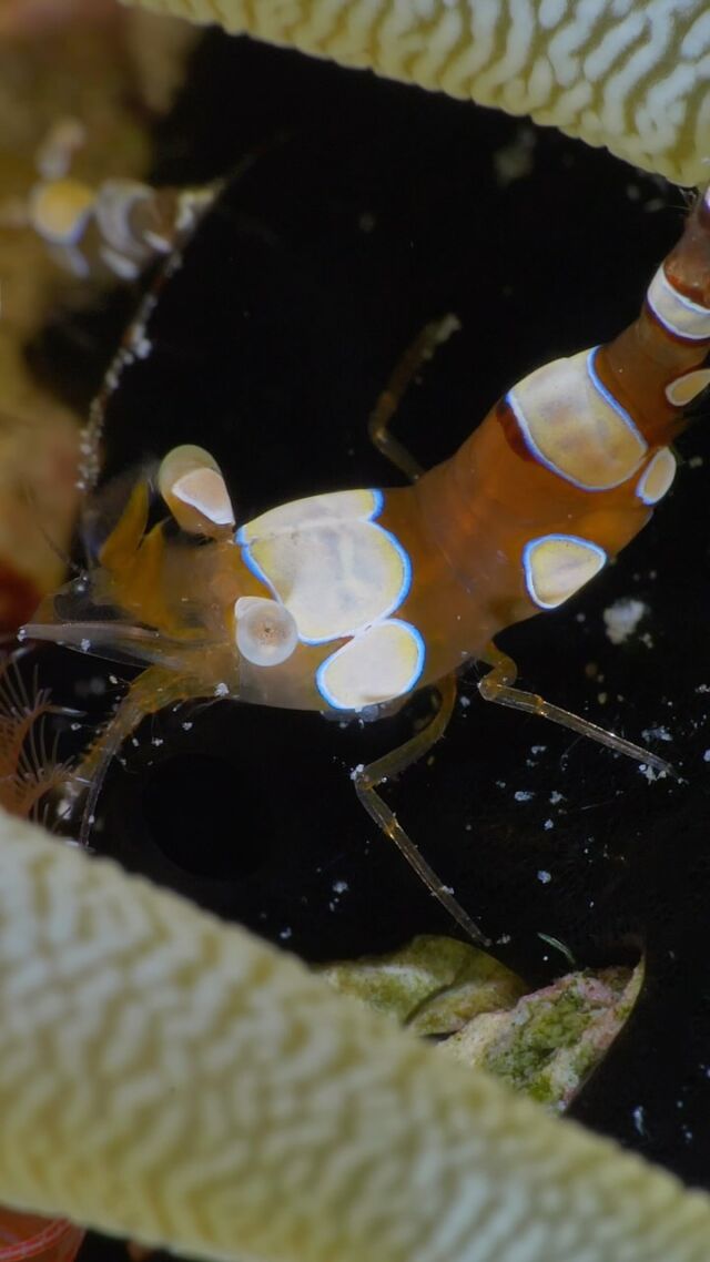 Ever heard of the Sexy Shrimp? These tiny reef stars got their name from the way they sway their tails like they’re on an underwater catwalk! Plus, they hang out in anemones and help keep them clean.
Cute and helpful! 🌊

#sexyshrimp #uwmacro #shrimp #underwaterlife #underwatermacro #underwaterphotography #underwatermacro #macrolife #uwmacroshot