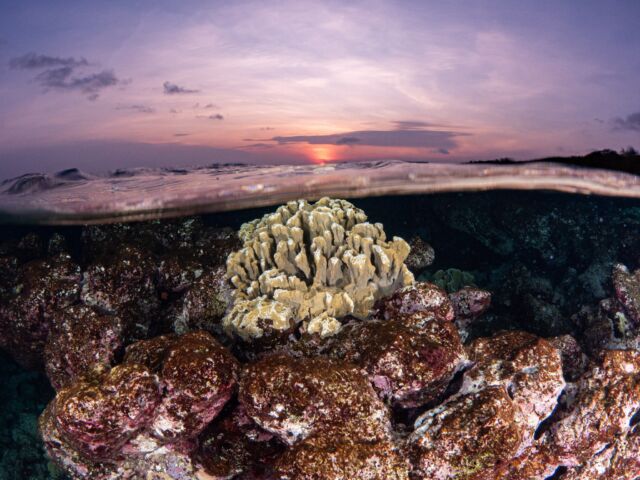 During a dusk dive 🤿, you’ll witness the underwater world transitioning from daytime activity to the nocturnal rhythm. As light fades, you'll see how marine creatures adapt, with some species becoming more active while others settle in for the night. It's a unique opportunity to observe this natural shift and discover the beauty of marine life in a whole new light 🌅. 

#duskdive #bonaire #scubabonaire #diversbonaire #scubadiversbonaire #duskdiving #sunsetbonaire #sunsetdive #nightdive #divefriendsbonaire #divefriends