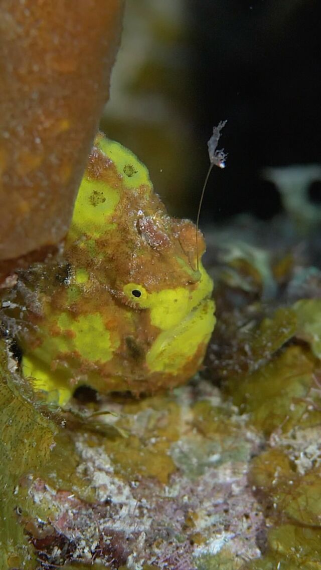 Frogfish have a specialized lure on their heads that resembles a small fish or worm, which they use to attract prey. Talk about a clever fishing technique! 🐠🎣

#divefriendsbonaire #frogfish #uwmacro #frogfishphotography #scuba #scubadiving