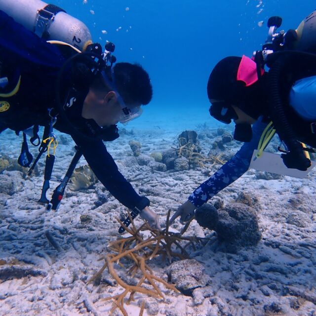 Your Dive Friends are part of Reef Renewal Bonaire! 🪸

Reef Renewal Bonaire is a conservation organization focused on helping the coral reefs of Bonaire thrive. Its mission is to protect, replenish, and restore Bonaire’s biodiverse coral reefs.

As a dive shop partner, Dive Friends contributes to these efforts by teaching the Reef Renewal Distinctive Specialty course and more.

#reefrenewal #reefrenewalbonaire #bonaire #diving