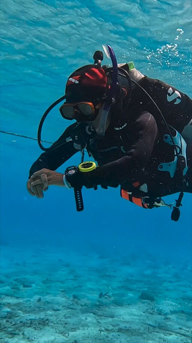 Turn your passion into your profession by becoming a dive instructor!
By becoming a PADI Instructor, you're ready to share your passion with a new generation of divers. After completing your IDC, you will teach courses to beginners and beyond!

#idc #padipro #idccourse #diversparadise #padiintern #padiinstructor #scubadiver #duiken #scubapro #idcpadi #padiidc #bonaire #bonaireisland #bonairetoerisme