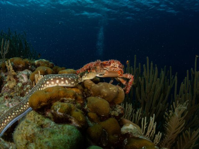 Do you know what type of crab this is? And what is he doing with his friend!? 🦀

Let us know in the comments!

📸 @great_blue_bonaire