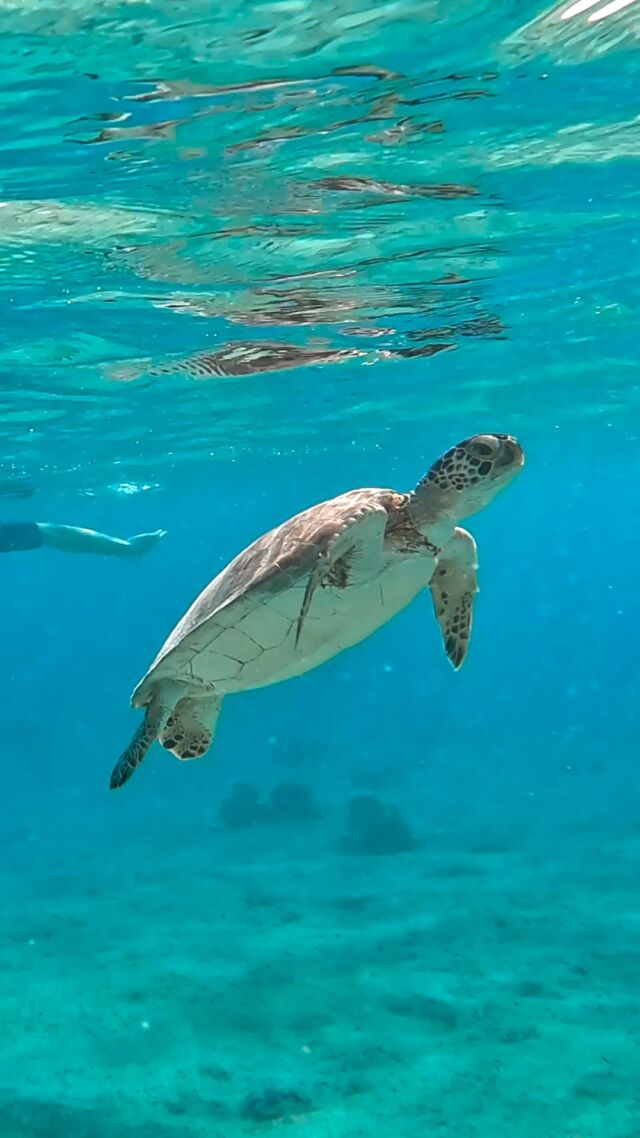 We can't really be sad when the ocean is near! 🤩🤿

Whenever a scuba diver feels down, they often resort to finding the nearest place to dive, of course! Water is healing, and being underwater with all the incredible marine life is one of the best experiences in life.

In Bonaire, the reefs are full of life, including sea turtles, colorful corals, and all kinds of tiny macro life!

What’s the one thing that can always make you happy?

#scubadiving #alittlebitofthis #alittlebitofthat #divelife #bonaire