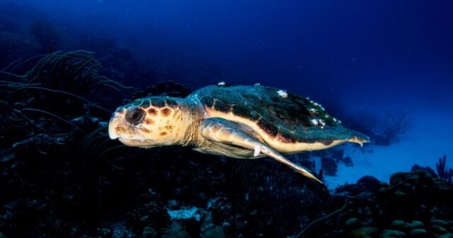 Have you ever come across a loggerhead turtle? 🐢

#loggerhead #turtle #turtletime #loveturtles #bonaire