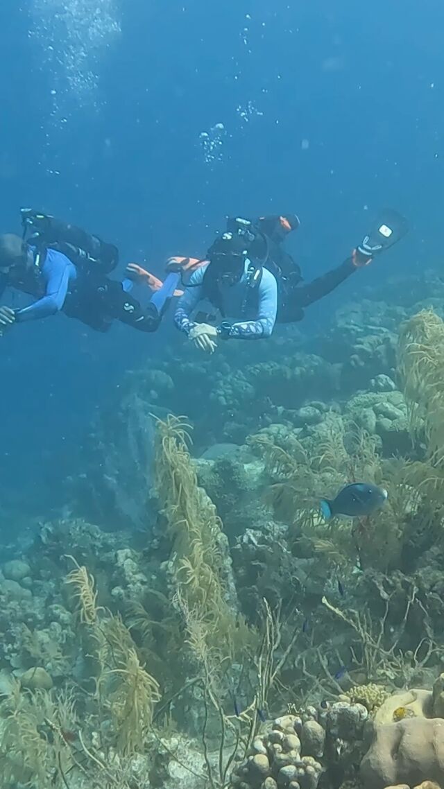 When the only thing on your to-do list is ‘float.’ 🐠

@diveavelo 

#bonaire #scubadiving #underwaterlife #divefriends #ScubaLife