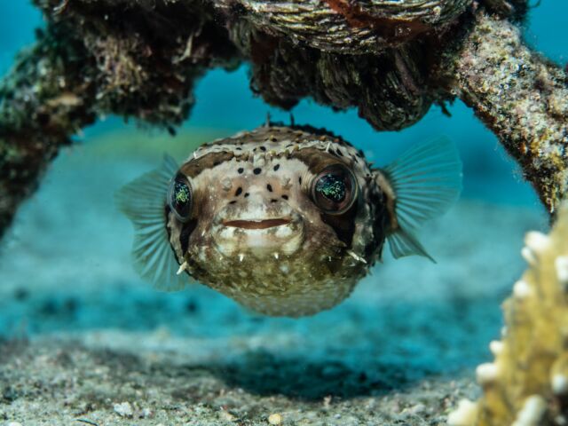 Smile for the camera 📷

Porcupine fish have a beak-like mouth with fused teeth, giving them a permanent "smile"! 😁 Their strong teeth help them crush hard-shelled prey like crabs and sea urchins.

So next time you spot one, don’t forget to snap a pic—they’re always camera-ready! 📸✨

#scuba #scubadiving #bonaire #porcupinefish #divefriends #underwaterworld