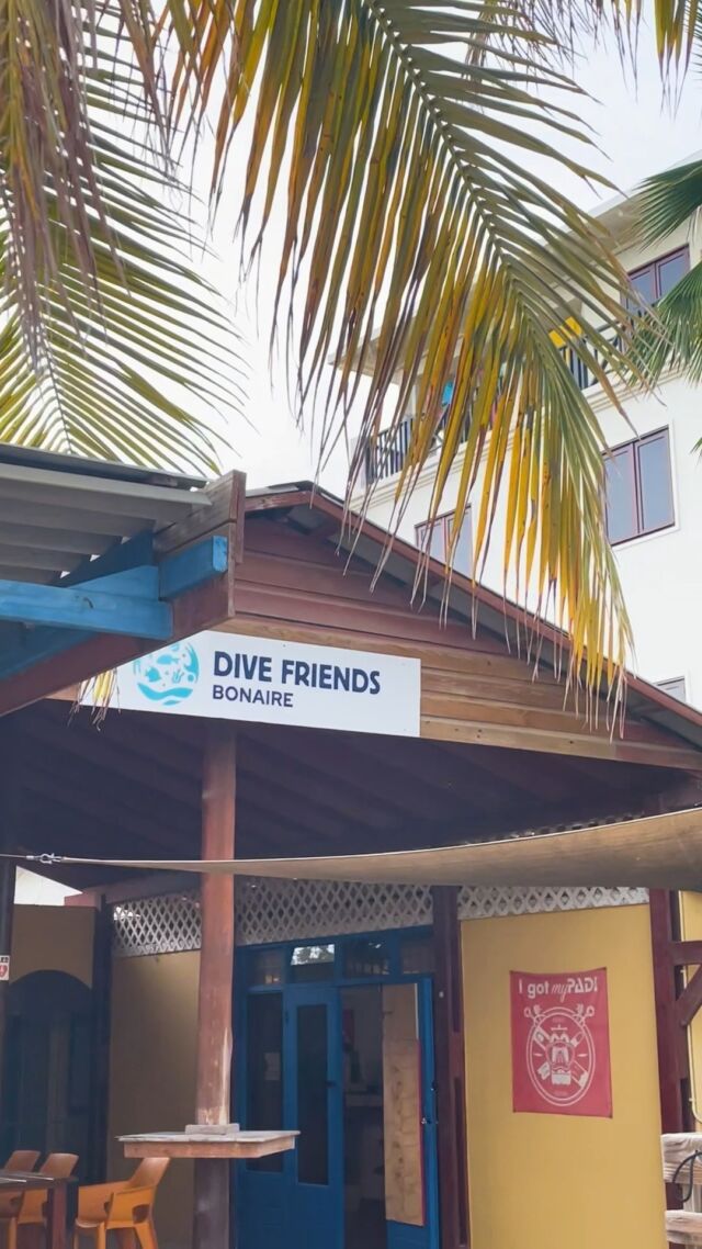 Just stepped off your cruise ship and ready to explore Bonaire's underwater wonders? Dive Friends Bonaire has got you covered! Our Dive Inn location is conveniently situated right in front of the cruise ship terminal, just a stone's throw away. Drop by and check in for your diving adventure, then enjoy a quick bus ride to one of our stunning dive sites. Discover the beautiful marine life that Bonaire has to offer. It's that easy when you choose Dive Friends Bonaire! 🌊

#divefriendsbonaire #bonaire #bonaireisland #marinelife #divefriends #diveinn #cruiseship #cruise #cruiseshipdivetrip #celebritybeyond #scubadivers #scuba #scubapro