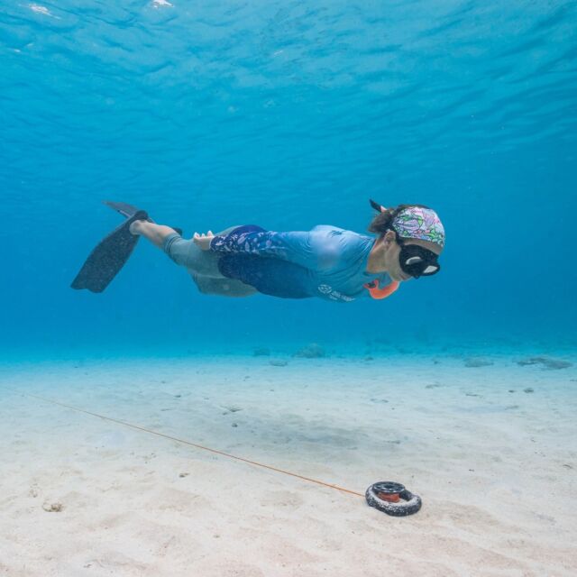 No Tanks, No Bubbles—Just You & the Ocean
 
Experience the purest form of diving! Whether you're just starting out or looking to refine your technique, our PADI freediving courses will help you dive deeper, longer, and with total confidence 🫁
 
Our available courses:
✅ Discover Freediving
✅ Basic Freediver
✅ Freediver
✅ Advanced Freediver
✅ Master Freediver
✅ Freedive Instructor
 
Are you up for the challenge?

#freediving #freediving #bonaire #divefriends #discoverfreediving