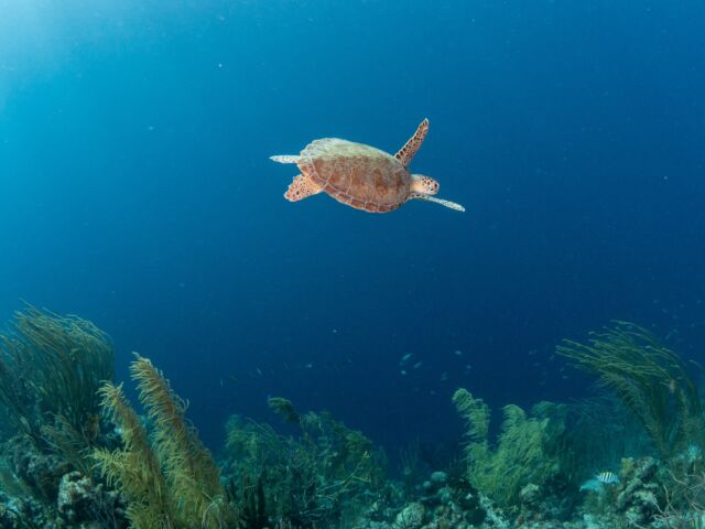 We love sea turtles! 🐢

What about you?

Here in Bonaire, you have a great chance of encountering sea turtles at many dive and snorkel sites. You might spot them swimming along the reef, munching on algae, or even sleeping among the sponges!

What's your favorite turtle encounter memory?

#seaturtles #bonaire #divefriends #diveshop #marinelife