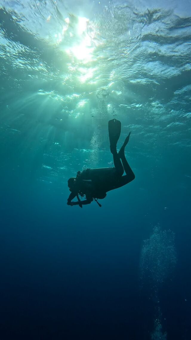 Do you dream of spending your days underwater, teaching new divers to do the same?

Sign up for one of our Instructor Development Courses and become a dive instructor!

Curious? Email us at coursedirector@divefriendsbonaire.com

#IDC #PADIPro #BecomeAPro #ScubaDiving #DiveFriends #Bonaire