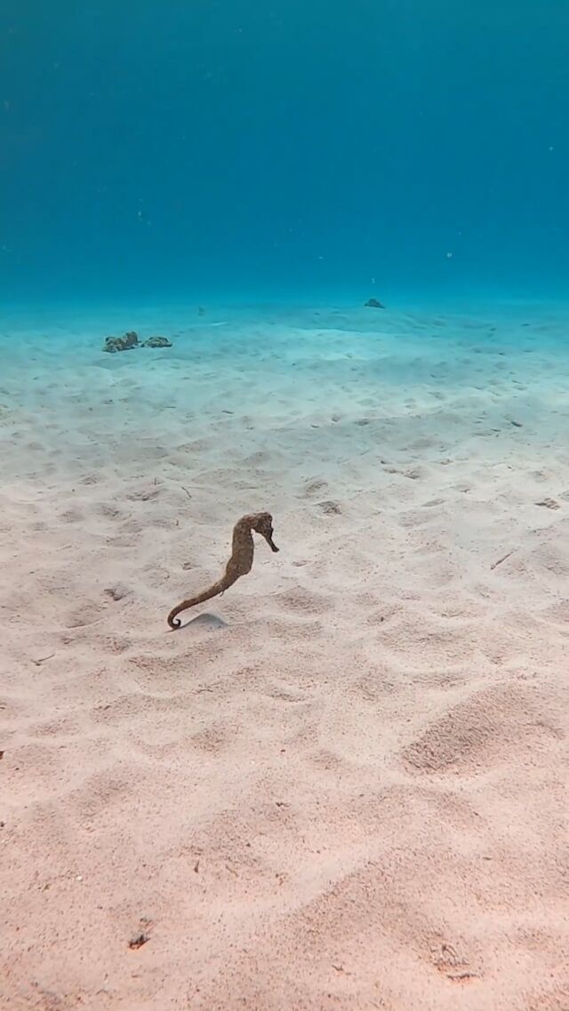 Just seahorsing around 🐎 🪸

#seahorse #bonaire #scuba