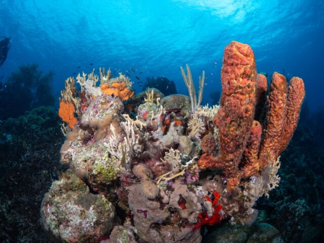 Did you know that corals are actually tiny animals, not plants? 🪸 They might look like colorful underwater plants, but each coral is a living creature that forms colonies with thousands of tiny, individual polyps. Together, these polyps build the incredible coral reefs we see, providing essential habitats for countless marine species. So, every coral reef you visit is the result of millions of tiny, hardworking animals teaming up to create an underwater wonder! 

📸 @great_blue_bonaire 

#bonaire #scubadiving #divefriendsbonaire #corals #coralreef #reef #caribbeanreaf #stinapa #divefriends #scubadivingbonaire #underwater #diving #scubadivers #divingbonaire #diversparadise #underwaterphoto #underwaterphotography