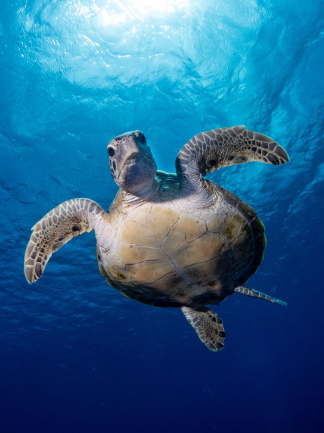 Dreaming of Bonaire? Until then, let these images bring a bit of Bonaire’s charm to your feed. We hope to see you back here soon, ready to make waves and explore our stunning dive sites! 🐢 Happy Saturday! 

📸 @great_blue_bonaire 

#diversparadise #bonaire #bonaireisland #bonairetoerisme #scubadivers #padidivers #turtle #turtlesofinstagram #flamingotongue #greenmorayeel #coral #reef #bonairereef #divefriendsbonaire #divefriends #duiken #DEMAshow #duikvaker 

@bonaireisland @bonairetoerisme @bonaire.nu @daily_scuba_photos