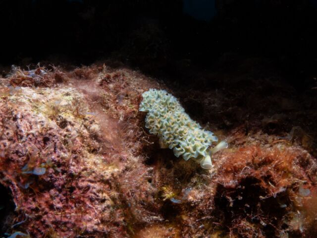 The lettuce sea slug looks like a little underwater lettuce leaf! What's really cool is that after eating algae, it steals the algae's ability to turn sunlight into energy. So, just like a plant, it can use sunlight to help power itself. This makes it one of the few animals that can "photosynthesize"! 

📸 Pieter De Groot 

#lettuceseaslug #seaslug #macrolife #uwmacro #uwmacrophotography #bonaire #scubadivingbonaire #bonairedivers #divefriends #divefriendsbonaire #bonaireisland #bonairetoerisme #scubadviving #uwmacrophoto #diversparadise #diversparadisebonaire