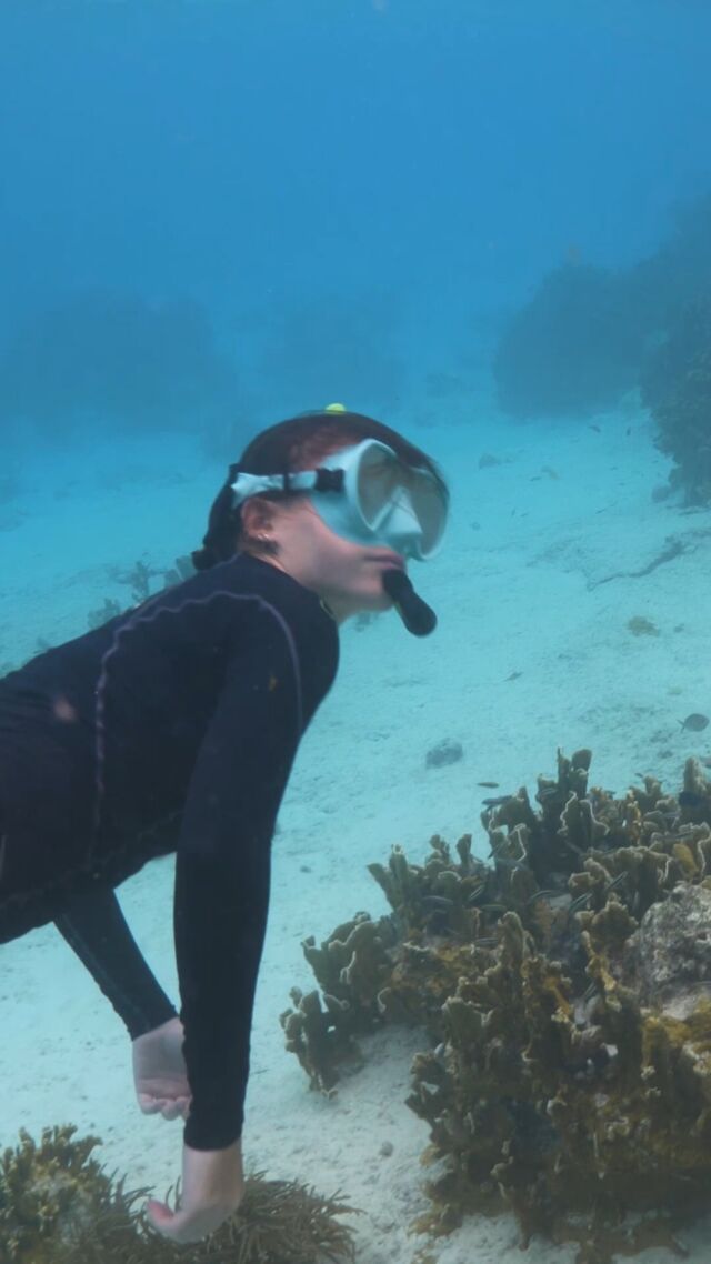 Hop onto the boat and get ready for two hours of snorkel fun 🐬! This afternoon tour takes you to the most breathtaking reefs of Bonaire. Our guides will show you the beautiful corals and fishes while sharing insights about their habits and characteristics. The snorkel excursion includes gear, and you can enjoy a cold drink and tasty snack while taking in the view on the way back.

#snorkelexperience #snorkeling #divefriendsbonaire #snorkel #snorkelbonaire #snorkeltour #kleinbonaire #freedivingbonaire #freediving #divefriendsbonaire #snorkelingtrip #bonaire #bonaireisland #bonairetoerisme