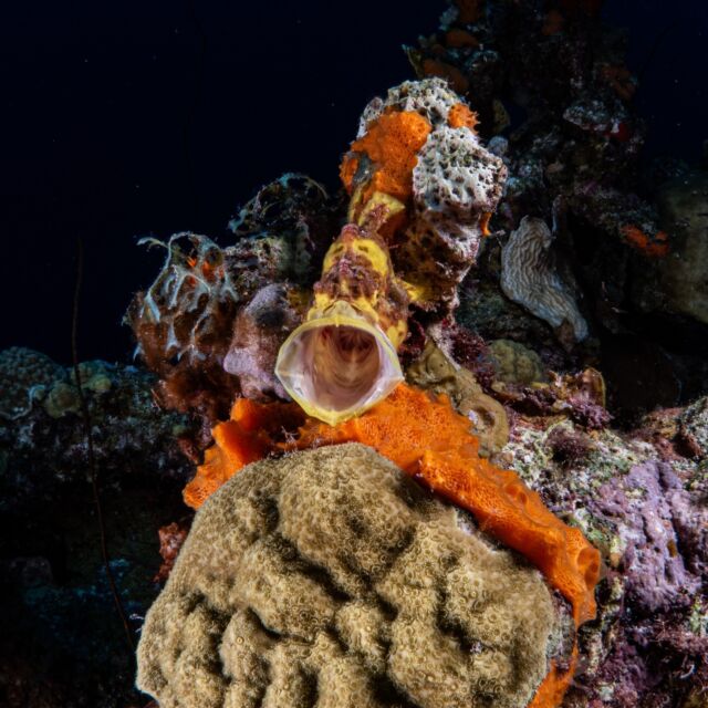 Frogfish are some of the hardest-to-find marine creatures! 🔍

They are known for their amazing camouflage. If you're lucky enough to spot one, you might not see it on your next dive! Even though they tend to stay relatively close to the same spot, they hop around a bit, so you might not find them under the same rock next time.

What was your best frogfish encounter?

📸 Pieter de Groot / Great Blue