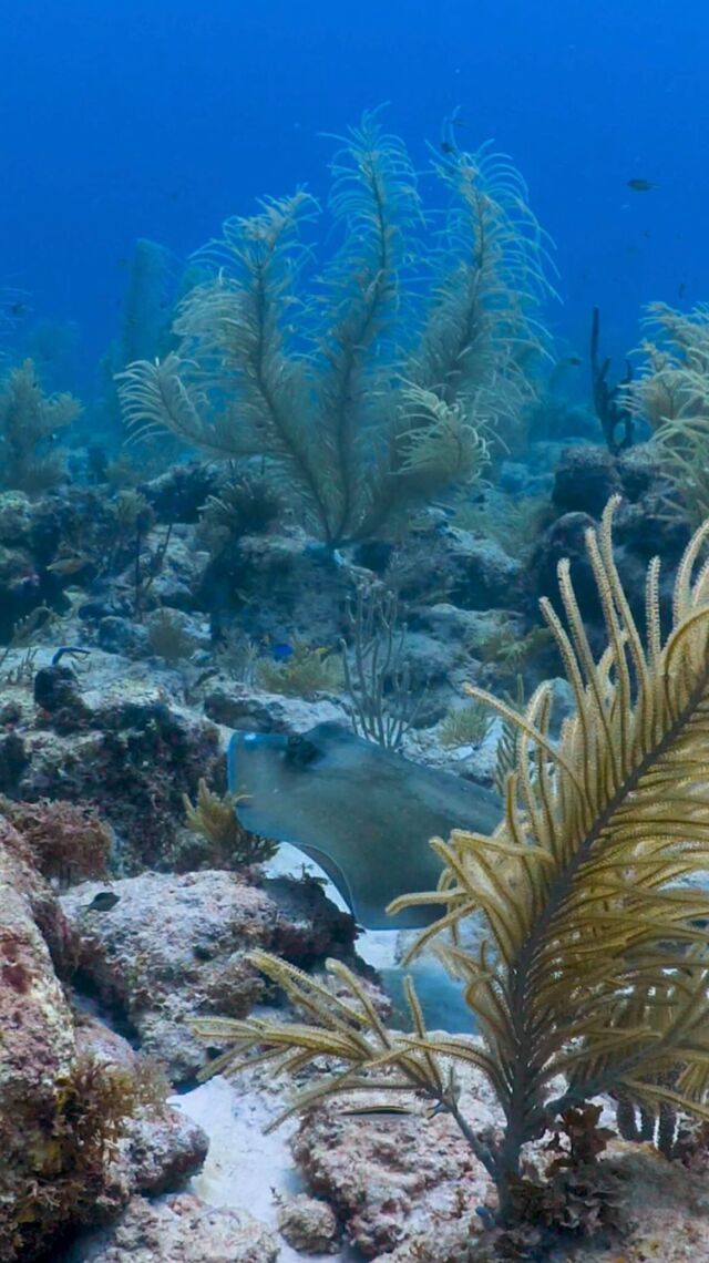 Stingrays have the incredible ability to sense the electrical signals of their prey, allowing them to hunt even when buried in the sand ⚡️!

#divefriendsbonaire #stingrays #bonaire #scubadiving