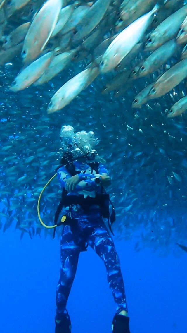 Nothing compares to the exhilaration of being surrounded by a swirling baitball, effortlessly hovering amidst the ocean's dynamic dance. The Avelo System, with nearly half the weight of standard scuba gear, revolutionizes your dive by offering perfect, stable neutral buoyancy, allowing you to glide seamlessly through the underwater spectacle.

How cool is this shot taken by our instructor Duncan!

#Avelo #aveloRAD #avelodiver #avelodivers #scubadivers #bonaire #aveloscuba #bonaireisland #bonairetoerisme #diving #scubadiving #duiken #Scubadiversbonaire #divefriends #divefriendsbonaire #AVELOdivecenter